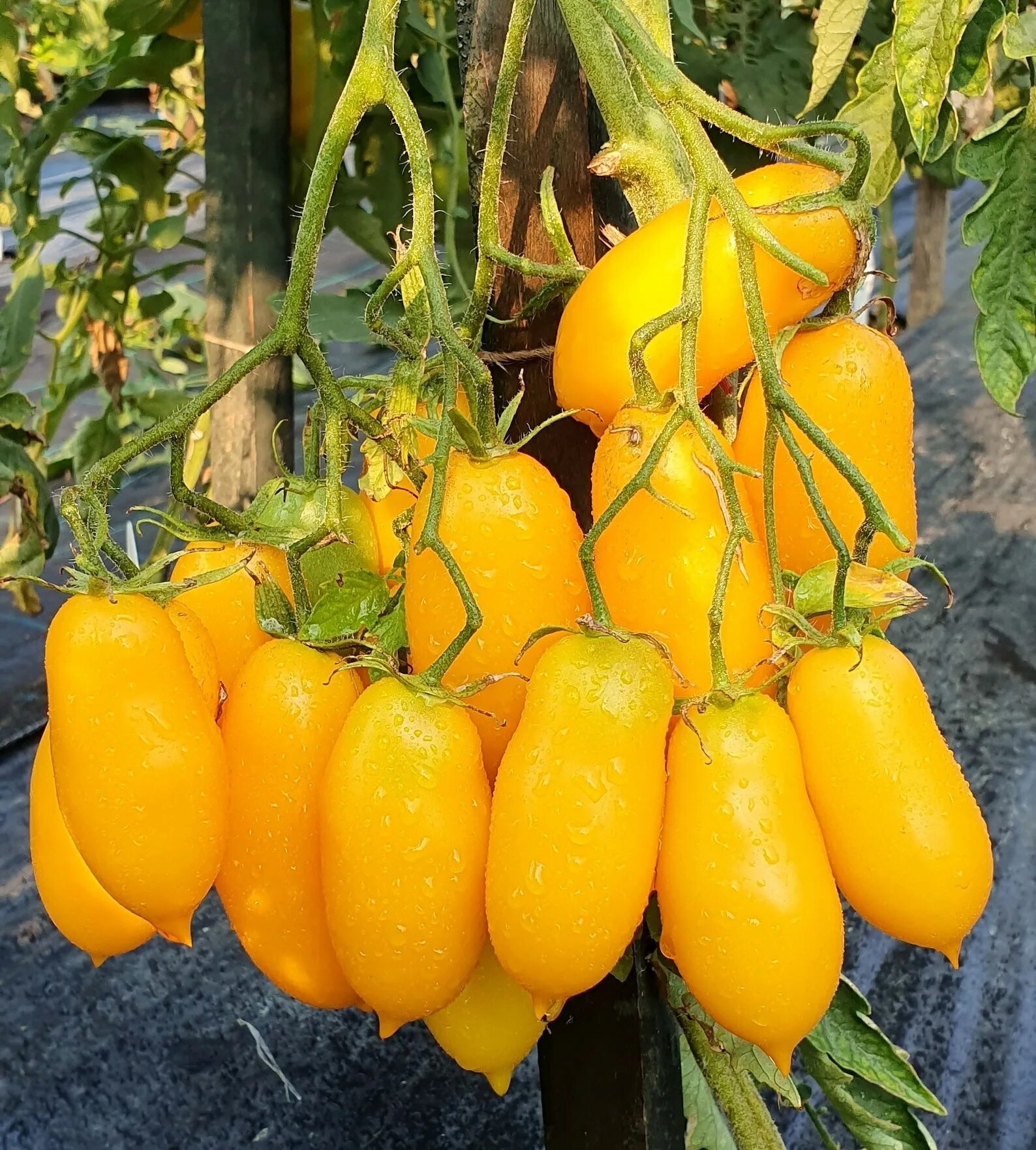 Томат золотой дождик. Томат дождь. Томат гном золотой цыган. Томат карамельная сосулька желтая. Томат черри золотой дождь.