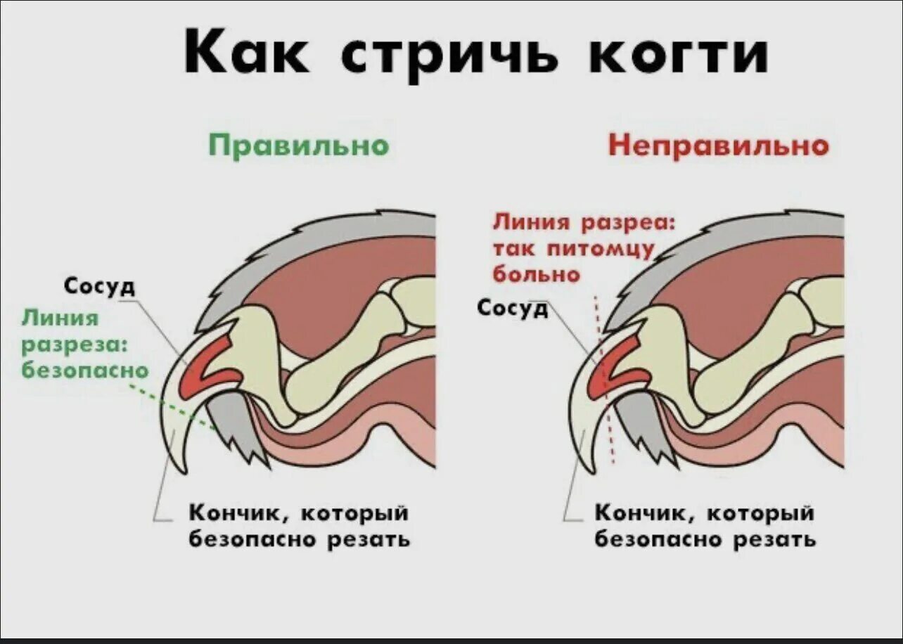 Правильно стричь когти котенку. Как обрезать коту когти в домашних. Строение когтя. Строение когтя кошки. Нужно ли подстригать когти