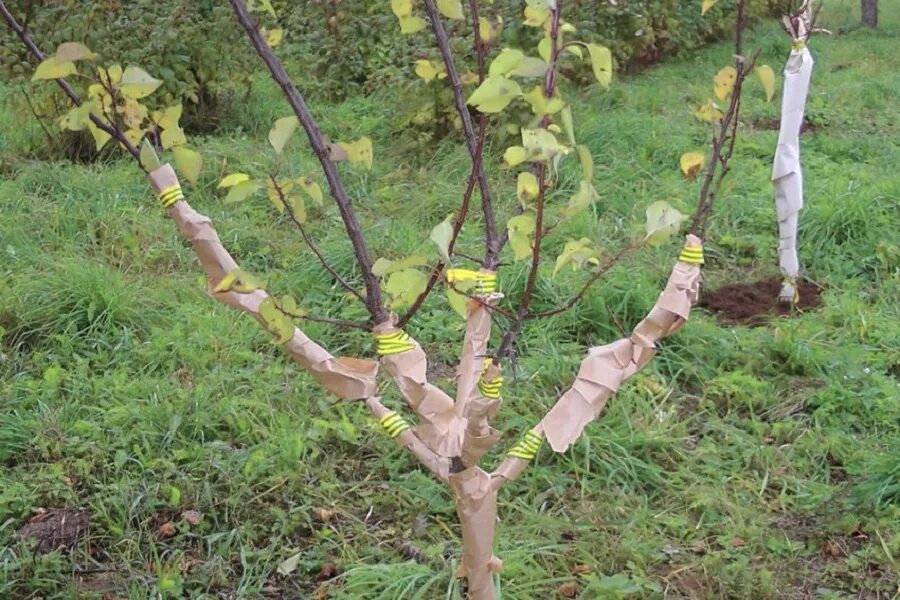 Укрытие персика на зиму в средней. Укрытие абрикоса. Укрытие деревьев на зиму. Молодые деревья. Укрытие саженцев плодовых деревьев на зиму.