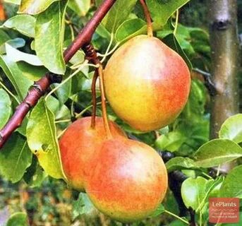 Груша сварог отзывы