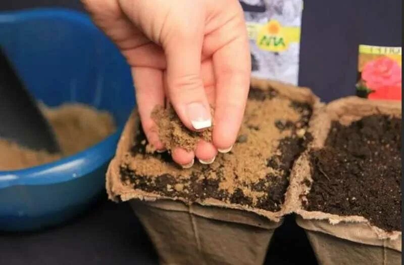 В какой грунт сажать рассаду цветов. Почва в горшке. Песок для рассады. Почвенная смесь для рассады. Семена в песке и почве.