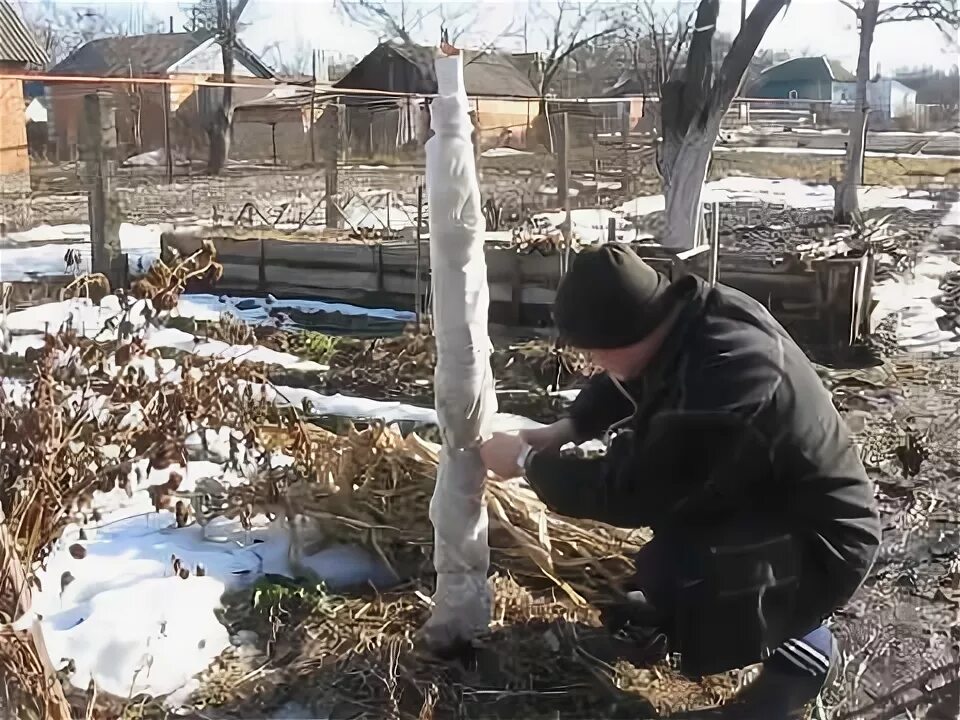 Укрытие персика на зиму. Укрытие персика на зиму в средней. Укрытие персика на зиму в средней полосе. Персик после зимы