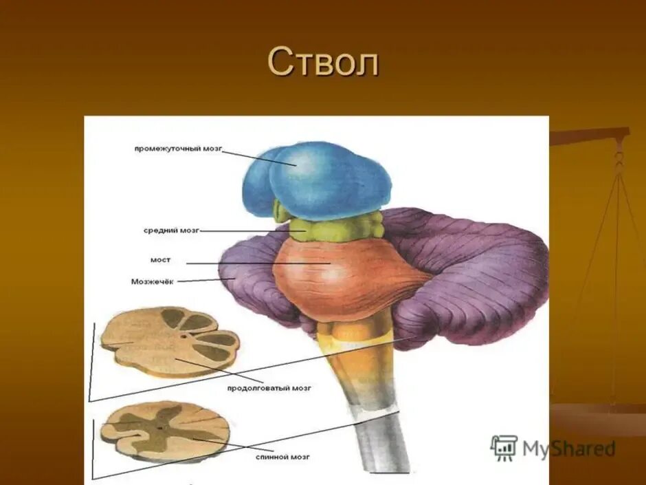 Ствол головного мозга. Отделы ствола мозга. Мозговой ствол состоит из. Строение ствола мозга.