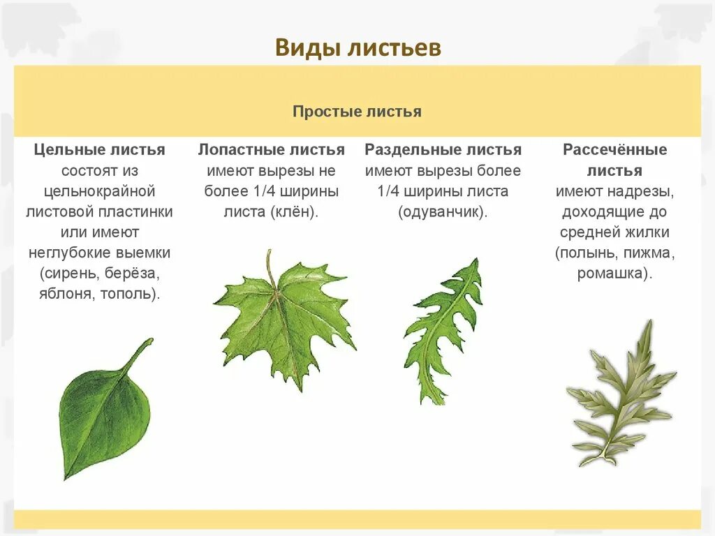 Внешнее строение листа клена. Форма листовой пластинки клена остролистного. Форма листа клена описание. Строение листа тополя.