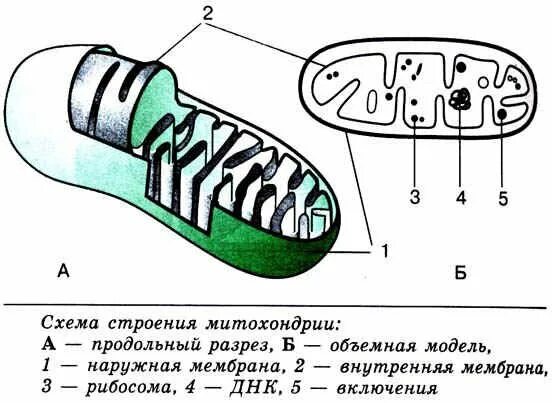 5 строение митохондрий. Схема строения митохондрии рисунок. Строение митохондрии схематично. Строение митохондрии рисунок. Строение митохондрии гистология.