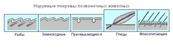 Кожа беспозвоночных