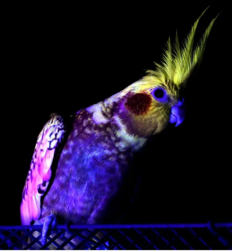 Зрение попугаев корелла. Фиолетовый попугай. Птицы в ультрафиолете. Попугай в ультрафиолете. Попугаи в темноте