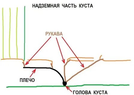 Сколько лоз