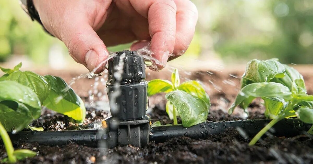 Когда лучше поливать рассаду утром или вечером. Капельное орошение Drip Irrigation Fertigation. Автополив рассады. Капельный полив для клубники. Полив рассады в теплице.