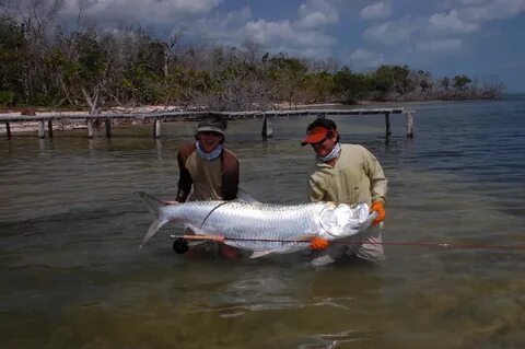 Tarpon t 5s