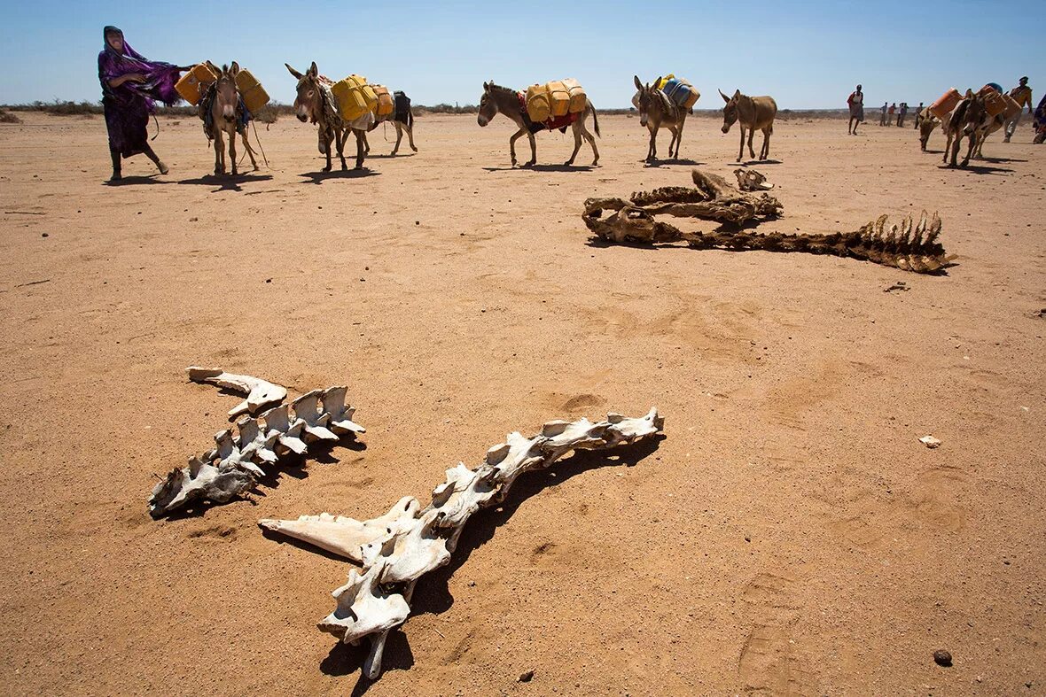 Засуха животные. Гибель животных от засухи. Мертвое животное в пустыне. Погибшие животные от засухи.