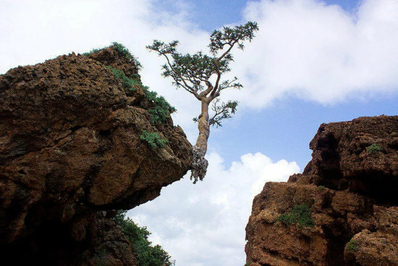Остров Сокотра Йемен. Дерево на скале. Дерево растущее на скале. Дерево над обрывом. Чинара на скале