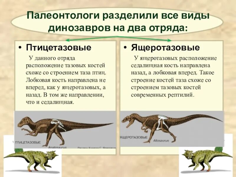 Птицетазовые. Птицетазовые динозавры представители. Отряд Ящеротазовые динозавры:. Птицетазовые динозавры строение. Классификация птицетазовых динозавров.