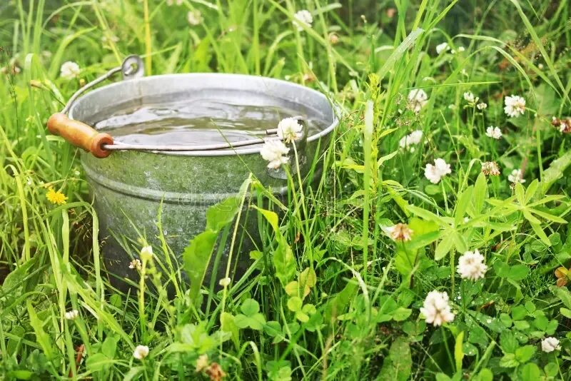 Почему ведра с водой. Ведро с водой. Ведро для воды в саду. Ведро с травой. Травы в Железном ведре.