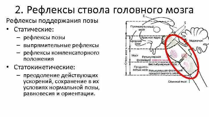 Рефлексы ствола головного мозга. Статические рефлексы позы. Рефлексы поддержания позы. Классификация рефлексов ствола мозга.