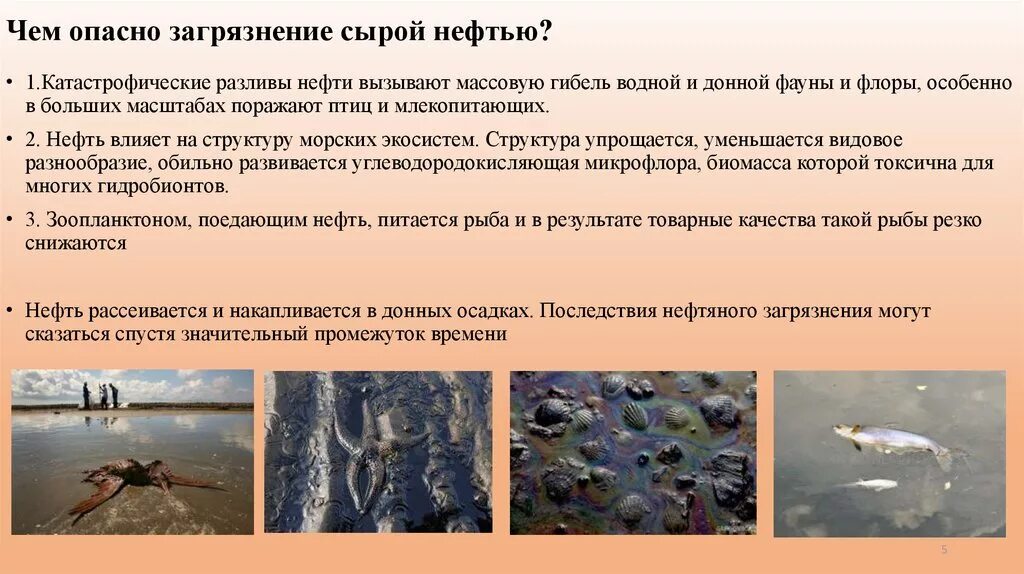 Гибнут какое время. Последствия загрязнения нефтью. Последствия загрязнения воды нефтью. Загрязнение нефтью фауны. Экологические последствия нефтяного загрязнения.