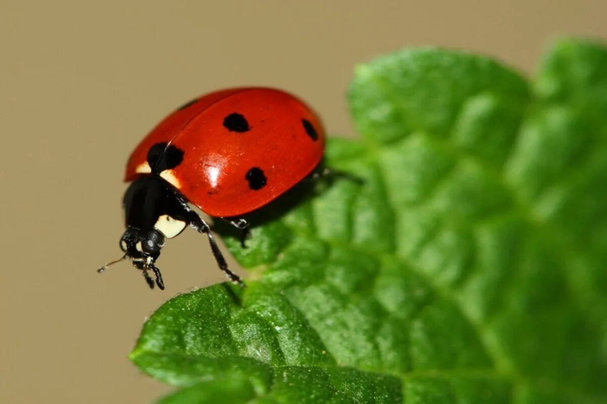 семиточечная коровка. семиточечная коровка. семиточечная божья коровка. крылья божьей коровки. семиточечная божья коровка.