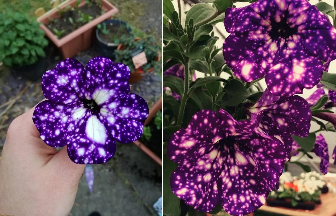 петуния найт скай. семена петунии звездное небо. петуния дот стар f1 семена. петуния electric purple sky. петуния звездное небо семена.