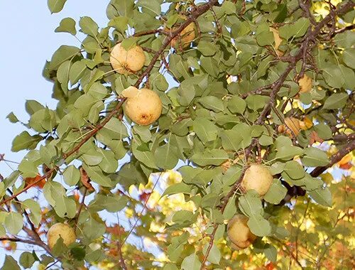 Buy Kieffer Pear Tree Plants & Trees Online Pixies Gardens Fruit trees, Pear, Tr