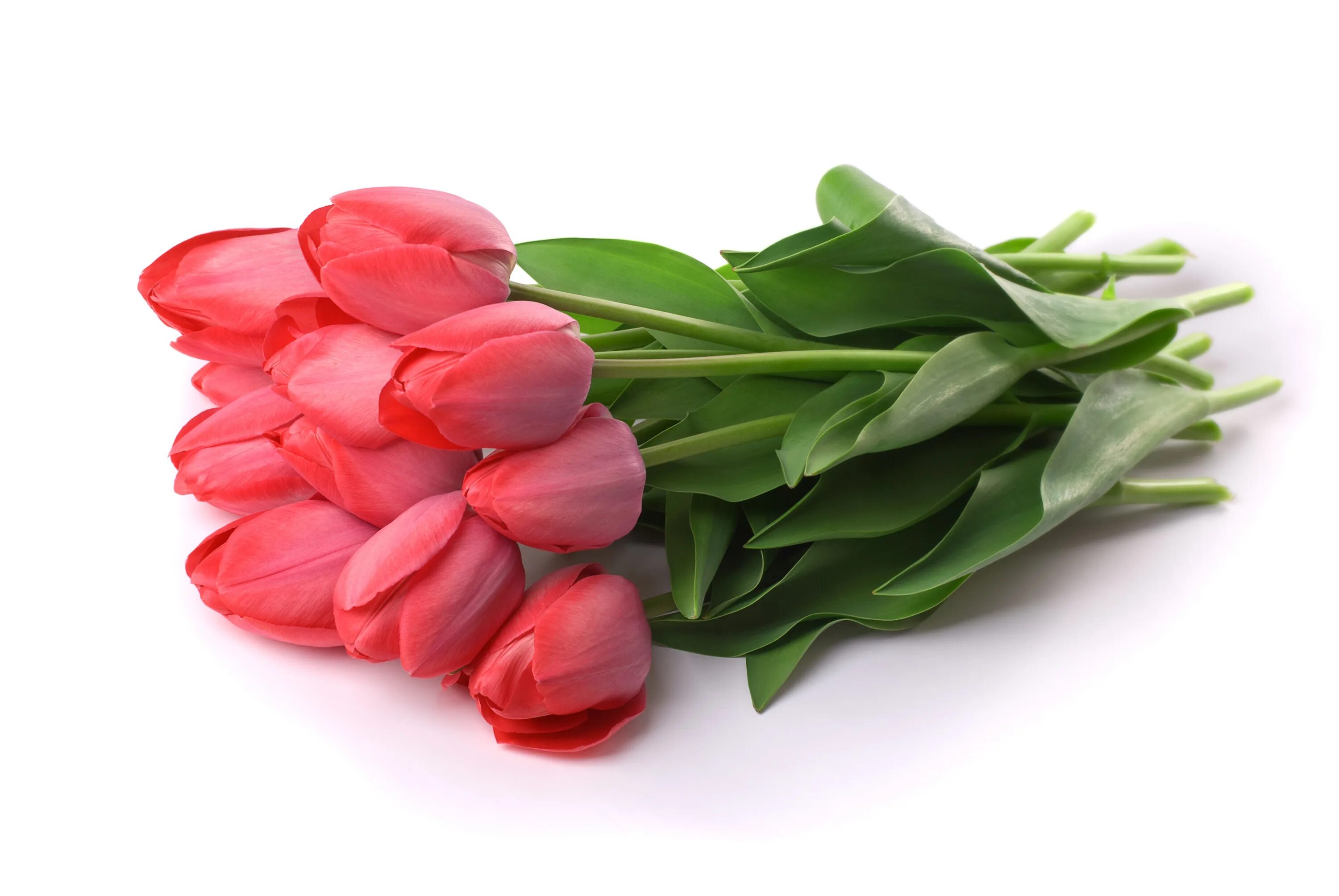 Весенний букет. Букет тюльпанов на белом фоне. Цветы тюльпаны. Букет тюльпанов. Букет тюльпанов на белом фоне.