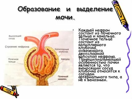 Образование вторичной мочи происходит в почечной капсуле