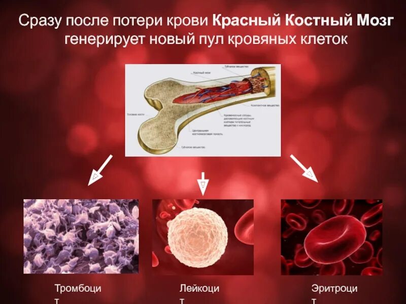 Красный костный мозг эритроциты. Клетки крови в Красном костном мозге. Красный костный мозг лейкоциты. Тромбоциты красный костный мозг. Клетки крови образующийся в костном мозге