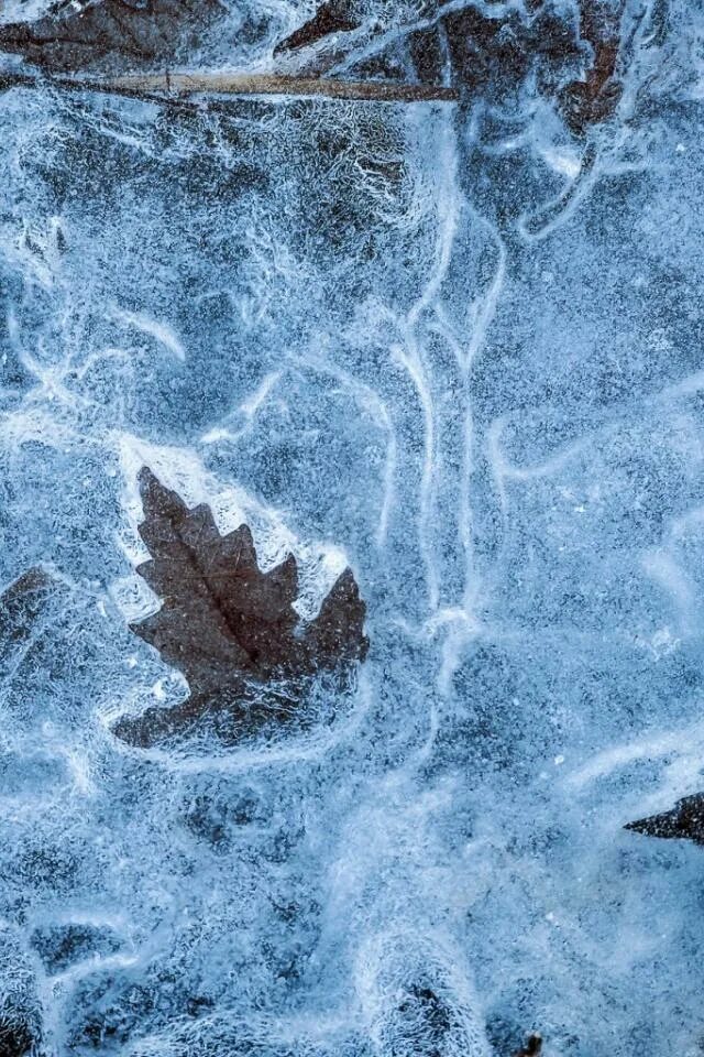 Замерзшие листья. Замерзший листочек. Листья зимой. Подмерзшие листья. Листья в снегу.