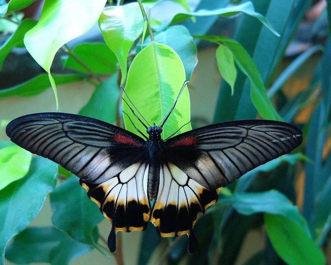 Название самых красивых бабочек. Тропическая бабочка Махаон. Экзотические бабочки. Красивые тропические бабочки.