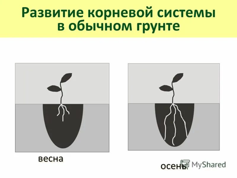 прищипка корня растений. стадии формирования корня. формирование корневой системы. стадии формирования верхушки корня зуба. побеговая система растений корень.