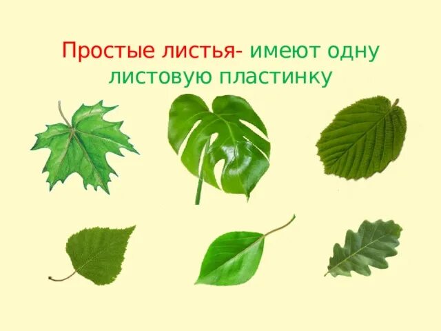 Одна листовая пластинка у листьев. Одна листовая пластинка у листьев
