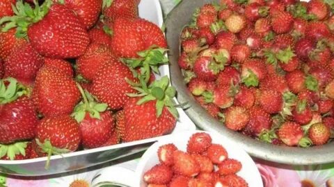 Чем отличается клубника