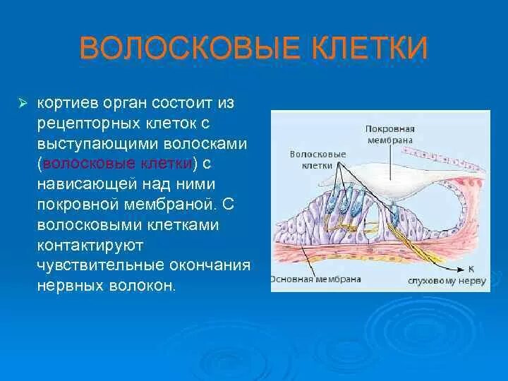 Кортиев орган вестибулярный аппарат. Кортиев орган покровная мембрана. Основная мембрана Кортиев орган. Кортиев орган волосковые клетки. Кортиев орган рецепторный аппарат.