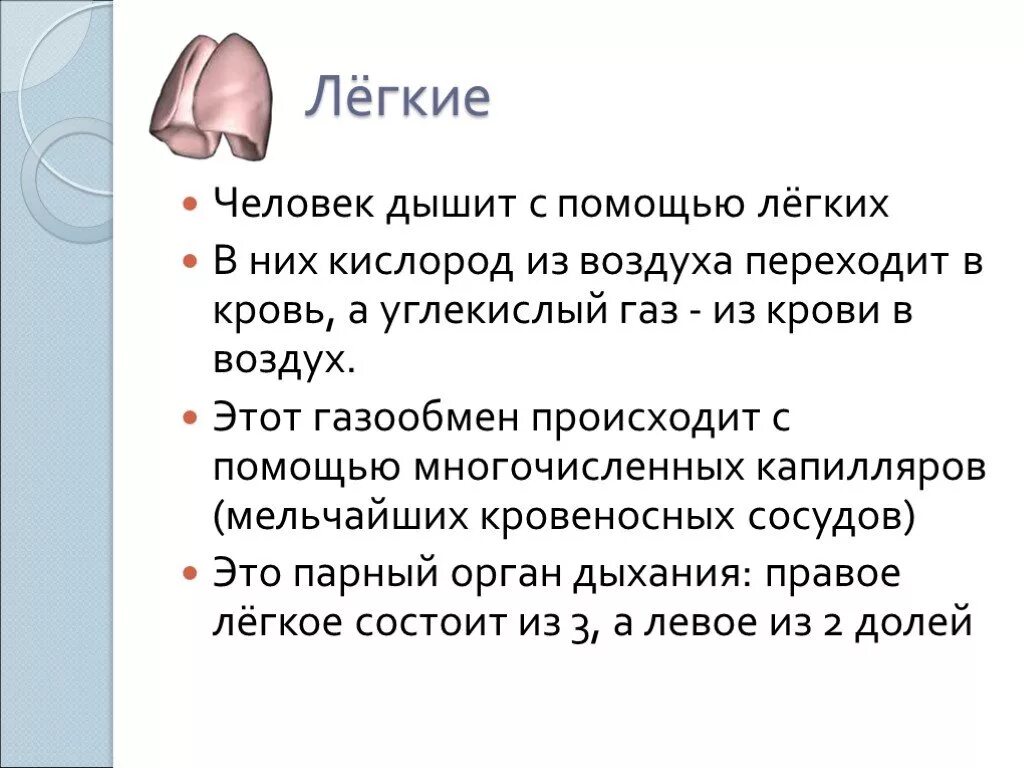 Интересные факты о дыхательной системе. Факты о легких. Интересные факты о лёгких человека 3. Интересная информация про дыхательную систему.