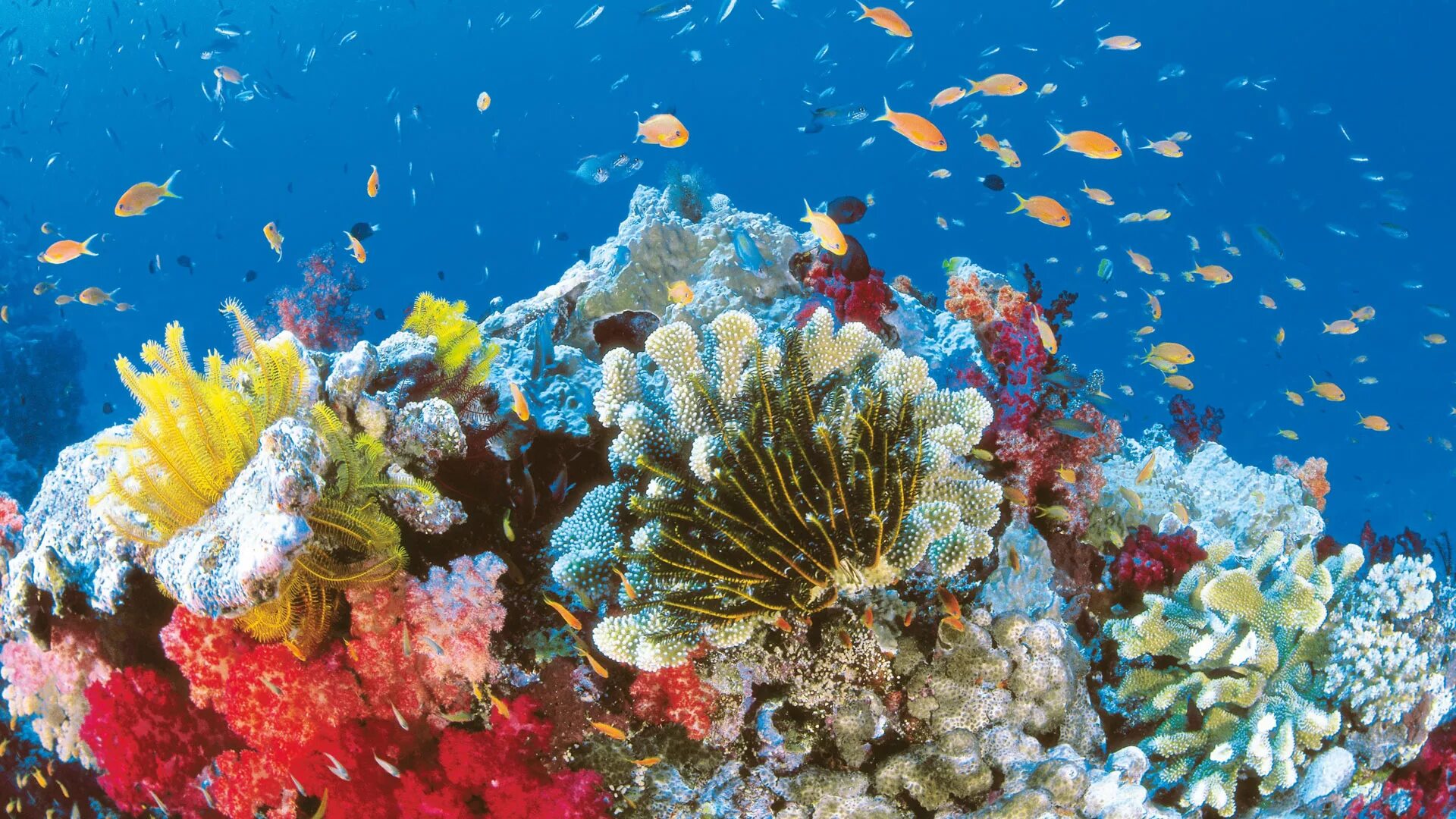 Great barrier reef corals. Большой Барьерный риф кораллы. Большой коралловый риф в Австралии. Морской парк на рифах Туббатаха. Большой Барьерный риф Австралия подводный мир.