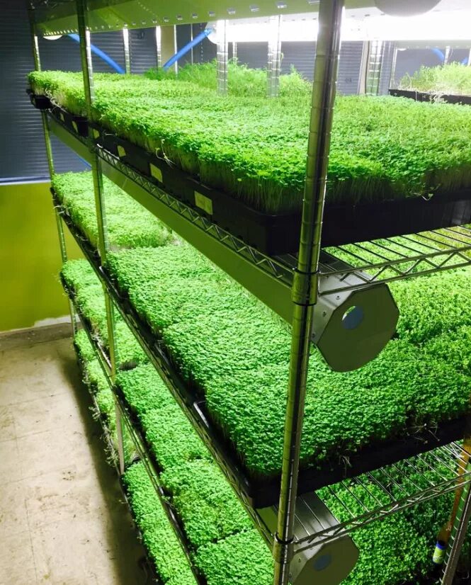 Микрозелень ферма. Ферма микрозелень (microgreens).. Сити ферма микрозелень. Гидропоника микрозелень.