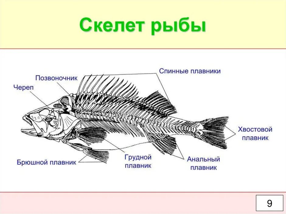 Опорно двигательная система система рыб. Опорно двигательная система скелет рыбы. Скелет костистой рыбы отделы. Строение опорно двигательной системы у рыб.