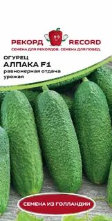 Сорт огурца альпака
