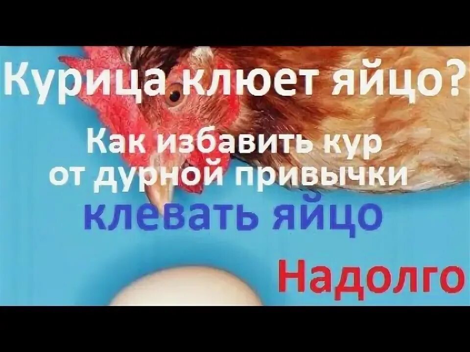 Как отучить кур клевать