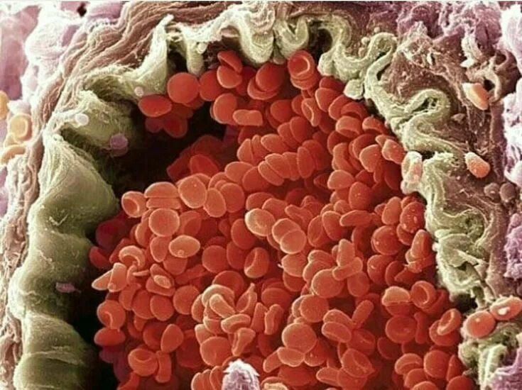 Pin on Science, Nature, and Medicine