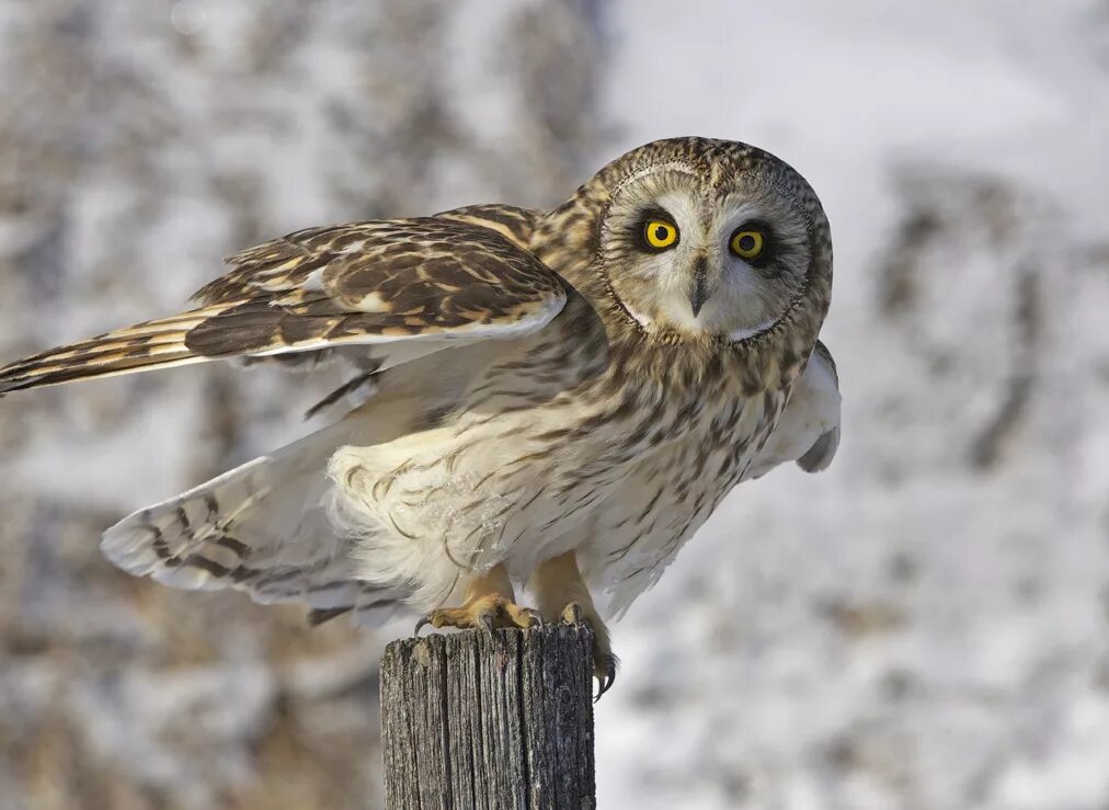 Полярная ушастая сова. Русский филина. Филин россия. Русский филина. Сова болотная (asio flammeus pont.