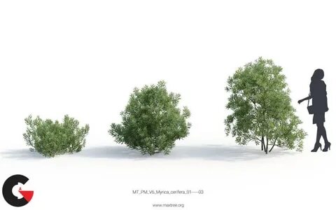 Maxtree plant