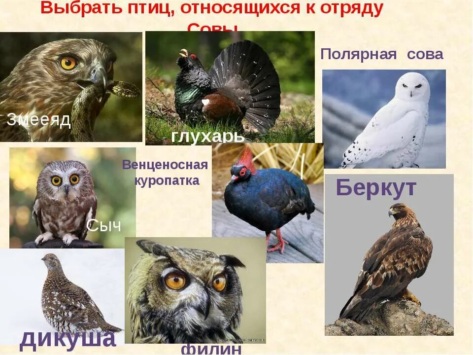 Какая птица является животным. Многообразие птиц. что относится к птицам. класс птицы многообразие. разнообразие птиц презентация 7 класс.