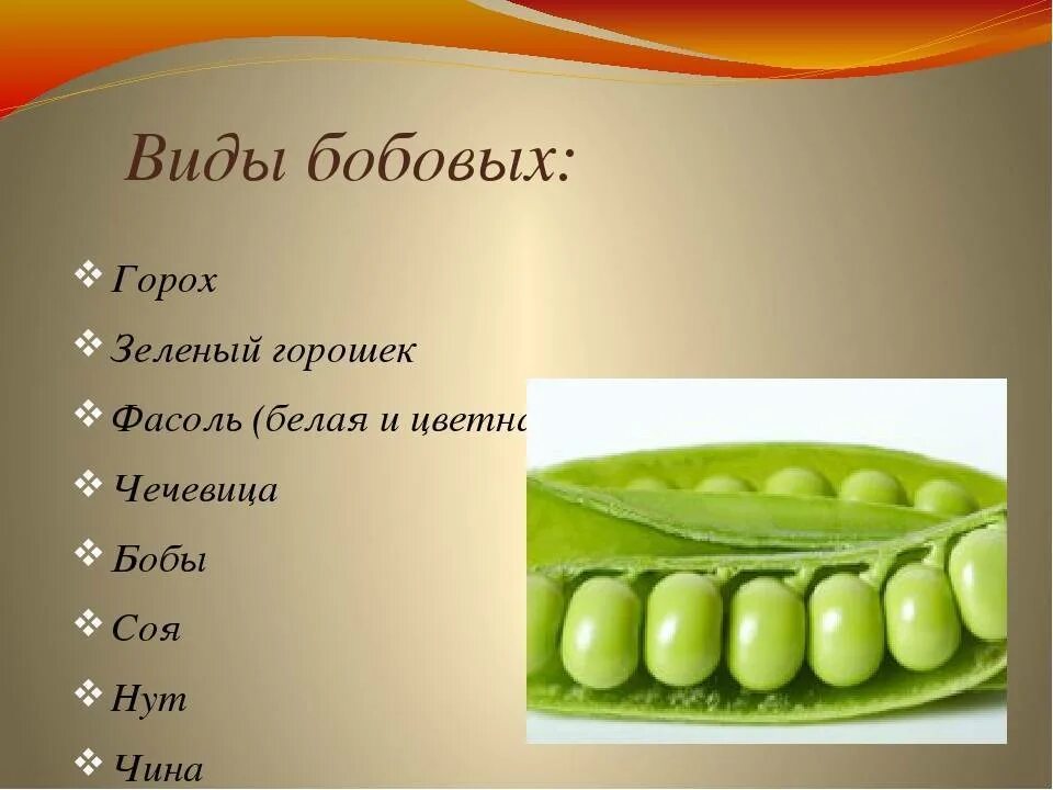 С какого возраста дают фасоль. Разновидности бобовых. стручок гороха. фасоль и горох. видовое название гороха.