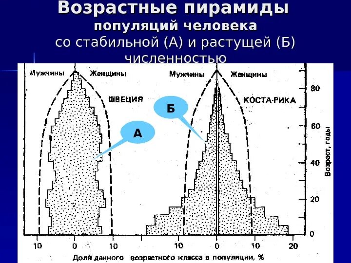 Жизнедеятельность популяции. Возрастная пирамида популяции. Возрастная пирамида стабильной популяции. Возрастная пирамида человека. Возрастные пирамиды животных.