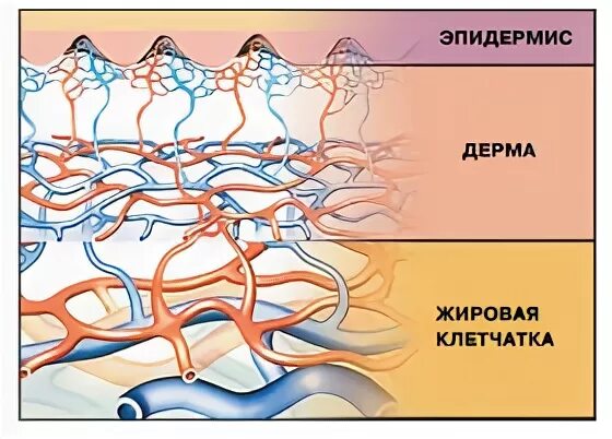Схема кровоснабжения кожи. Кровеносные сосуды кожи. Кровеносные и лимфатические сосуды кожи. Кровеносные сосуды кожи функции кожи. Кровеносные сосуды кожи функции.