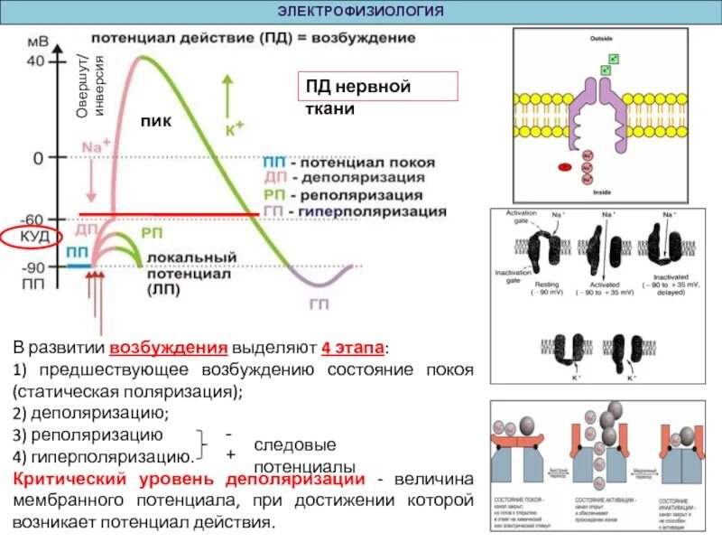 Понятие деполяризации мембраны. Деполяризация мембраны это в физиологии. Деполяризация и реполяризация мембраны. Потенциал действия нервной ткани.