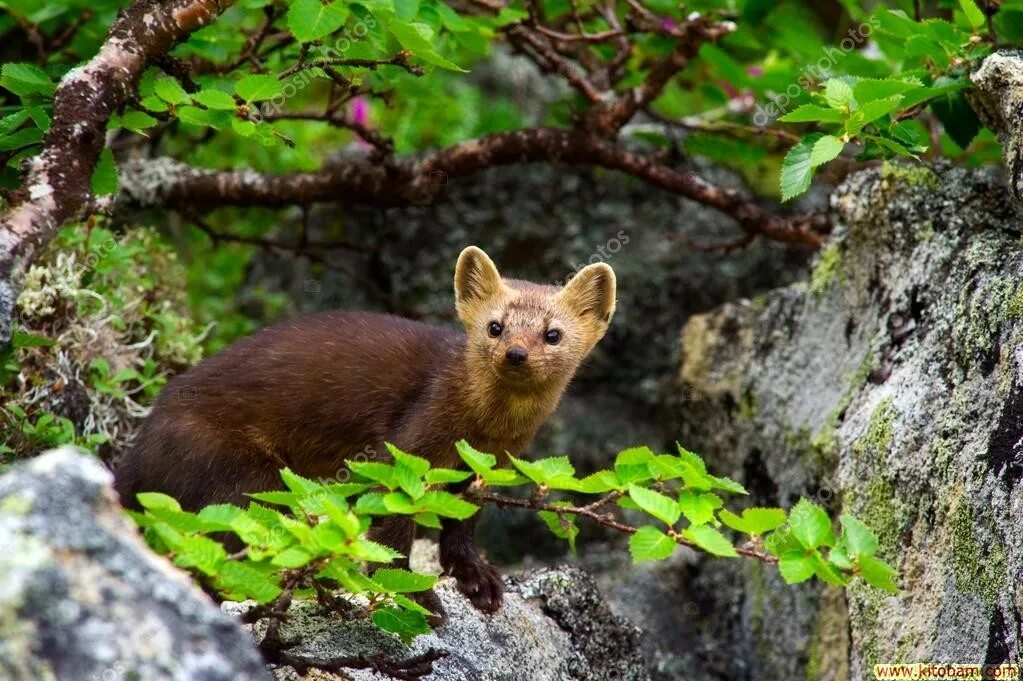 Сохранения и разведения соболя создан. Для разведения и сохранения соболя создан заповедник. Байкальский заповедник соболь. Баргузинский соболь. Куница лесная желтодушка.
