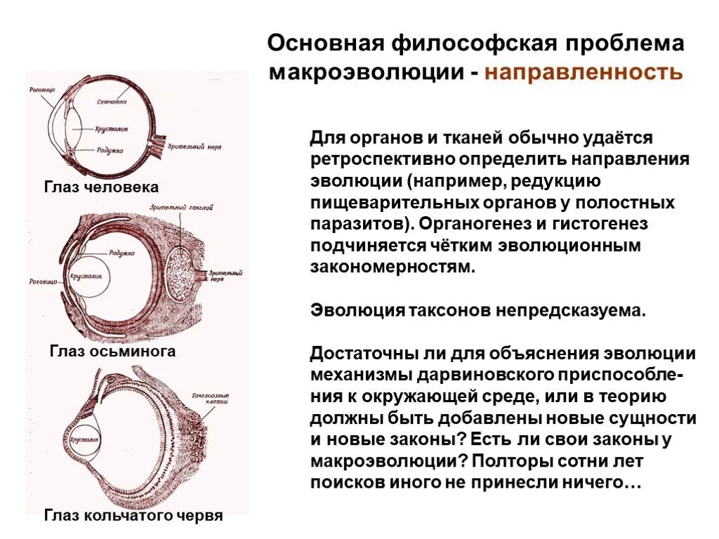 Возникновение глаза. Строение глаза осьминога и человека. глаз осьминога и человека аналогичные органы. проблемы макроэволюции. проблема направленности макроэволюции..