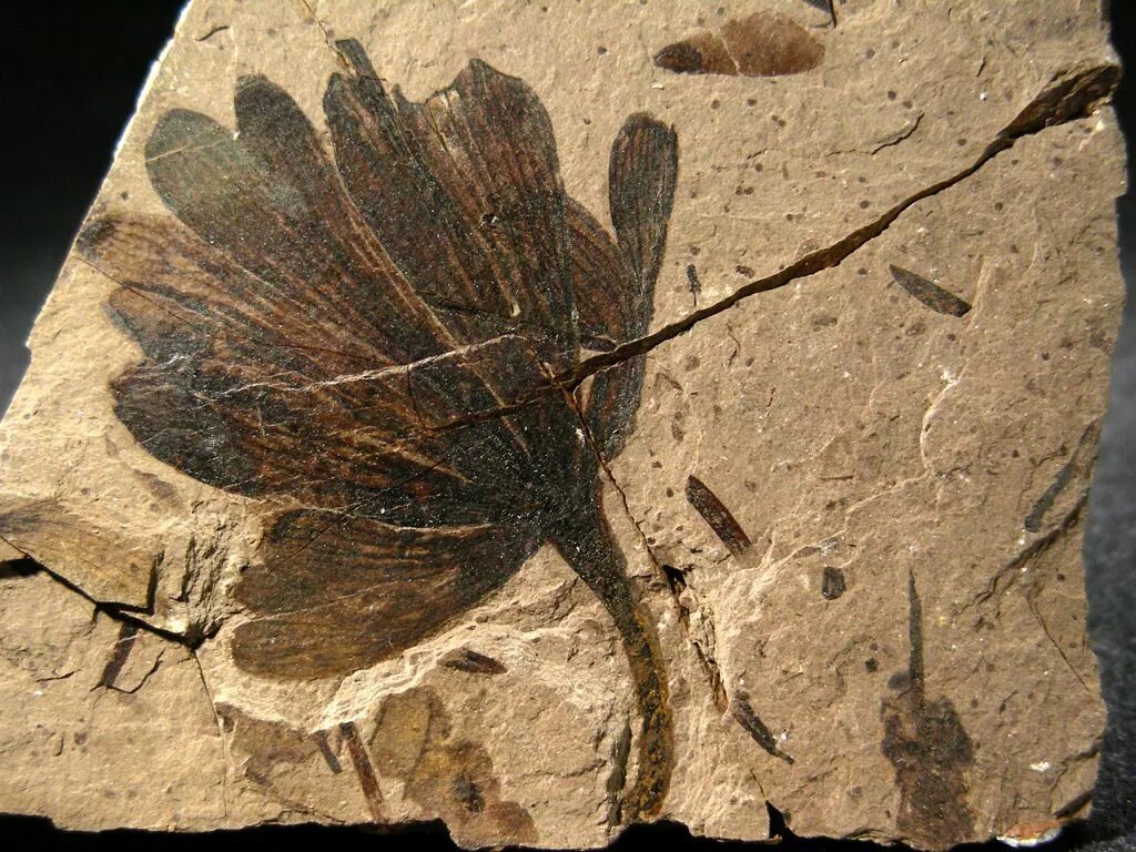 Fossil окаменелости. Окаменелости растений мелового периода. Окаменелый папоротник. Окаменелые останки растений.