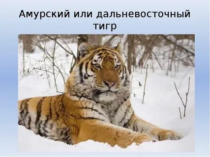 Амурский тигр книга